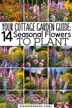 Get the most out of your cottage garden with our seasonal guide to 14 flowers. From planting in the early spring to fall’s final blooms, this guide helps you plan for year-round color and beauty, ensuring your garden is always in full bloom. Cool Plants, Garden Inspiration, Spring Summer