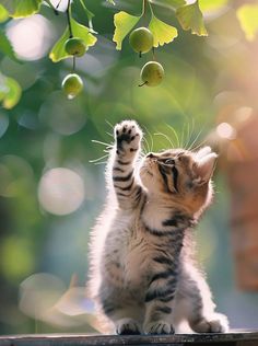 a small kitten reaching up to reach an olive on a tree branch with its paw