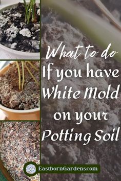 three pictures with different types of potting plants and the words what to do if you have white mold on your potting soil