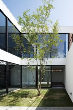 a tree in front of a white building with glass doors and windows on the side