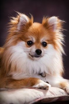 a brown and white dog laying on top of a bed