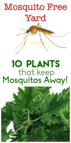 Mosquito Plants, نباتات منزلية, Mosquito Repelling Plants, Diy Gardening, Have Inspiration, Small Pool, Pool Design, Garden Pests, Mosquito Repellent