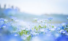 blue flowers are in the foreground and blurry background