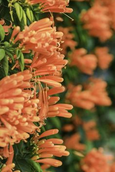 the orange flowers are hanging from the tree