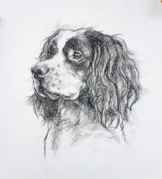 Rabbit Charcoal Drawing, Springer Spaniel Sketch, Realistic Dog Sketch, Charcoal Dog Drawing, Springer Spaniel Art, Springer Spaniel Drawing, Charcoal Animals, Cocker Spaniel Drawing, Spaniel Drawing