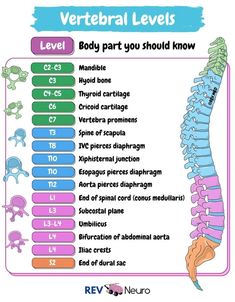 the vertebral levels chart shows how many bones are attached to each other