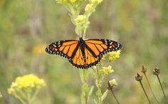 an orange and black butterfly sitting on top of a yellow flower