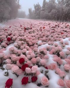 snow covered ground with pink and red flowers