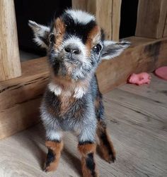 a small brown and black dog standing on top of a wooden floor next to a door