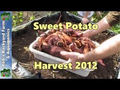 a person is holding up some food in a white container with the words sweet potato harvest 2012