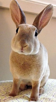 a brown rabbit sitting on top of a bed