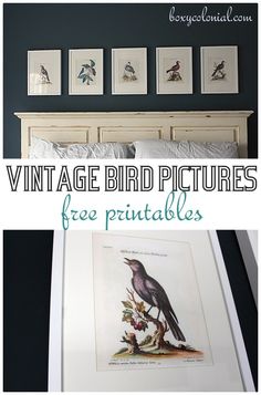 vintage bird pictures hang on the wall above a bed