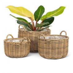 three wicker baskets with plants in them