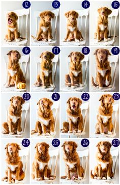 a series of pictures showing different stages of dogs sitting in chairs and posing for the camera