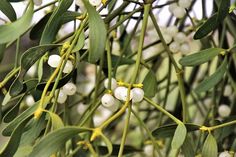 an olive tree with white flowers and green leaves in the foreground, on a sunny day