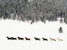 a group of horses running through the snow in front of some trees on a snowy day