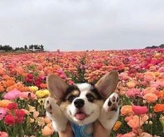 a dog sitting in the middle of a field full of flowers with its paws up