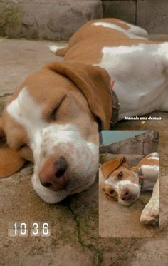 a brown and white dog laying on top of a stone floor next to another dog