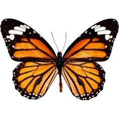 a large orange butterfly with black and white markings on it's wings, flying in the air