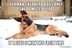 a german shepherd dog laying in the snow with its tongue out and captioning, it last 6 months each time