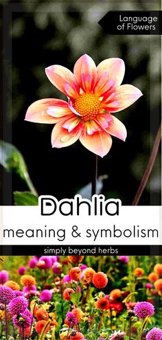 dahlia meaning and symbolism simply beyond herbs