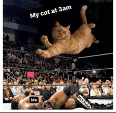 an image of a cat that is jumping in the air over a wrestling match with people watching