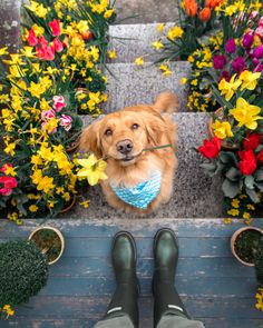 a dog is sitting on the steps with flowers in front of him and his owner's feet