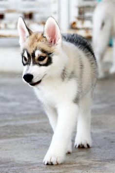 a small husky dog walking across a cement floor