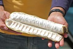 a person holding an open banana in their left hand, with the peel peeled off