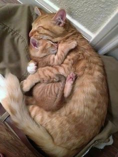 an orange and white cat sleeping on top of another cat