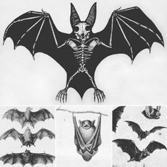 four different pictures of bats in black and white