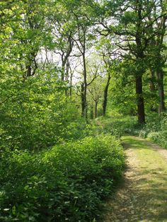 a dirt path in the middle of some trees