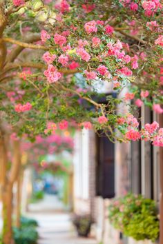 pink flowers are blooming on the trees in front of a building and sidewalk with potted plants