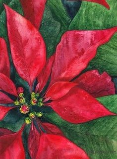 a painting of a red poinsettia with green leaves