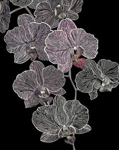 some very pretty flowers on a black background