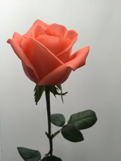 a single pink rose with green leaves on a white background, taken from the bottom up