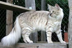 a cat standing on top of a wooden platform next to a chain link fence in an enclosure