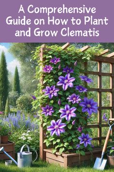 a garden with purple flowers and gardening tools in the foreground text reads a comprehene guide on how to plant and grow clemants