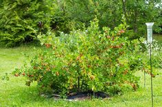 an apple tree in the middle of a yard with fruit growing on it's branches