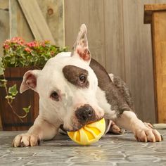 a brown and white dog playing with a yellow ball on the floor in front of a potted plant