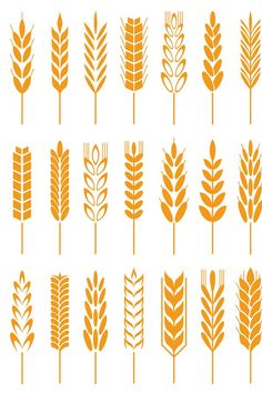 an image of different types of wheat