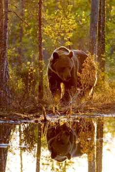 a brown bear walking across a forest next to water