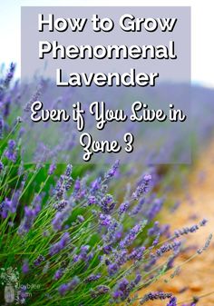 lavender flowers with the words how to grow phenonal lavender even if you live in zone 3