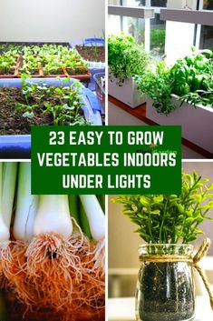 some vegetables that are growing in the ground and on top of each other, with text overlay reading 23 easy to grow vegetables indoors under lights