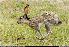 a rabbit running through the grass with its head turned to look like it is about to jump