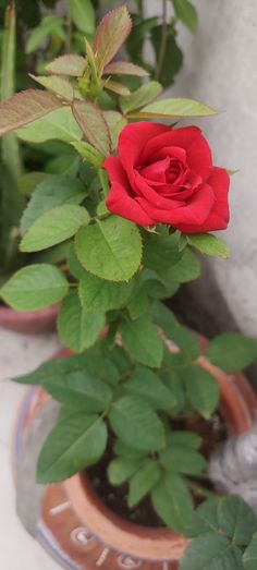 a red rose in a pot with green leaves