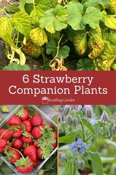 strawberry plants with the title 6 strawberry companion plants