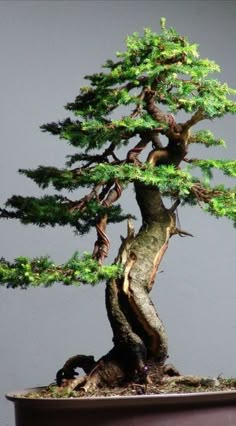 a bonsai tree is growing in a pot