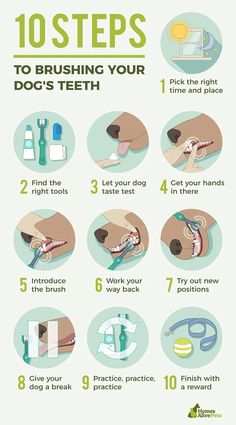 the steps to brushing your dog's teeth are shown in this info sheet with instructions