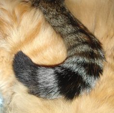 a close up of a cat's tail laying on top of another cat with it's paw in the air